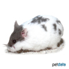 Phodopus roborovskii Desert Hamster Pied