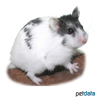 Phodopus sungorus Djungarian Hamster Pied