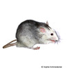 Rattus norvegicus f. dom. 'Flash' Flash Pet Rat