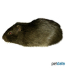 Cavia porcellus 'Wild colored' Wild colored Guinea Pig