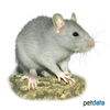 Rattus norvegicus f. dom. 'Blue' Blue Pet Rat