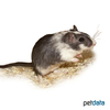 Meriones unguiculatus Pied Gerbil