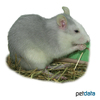 Rattus norvegicus f. dom. 'Blue-White' Blue-White Pet Rat