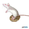 Rattus norvegicus f. dom. 'Red-White' Red-White Pet Rat