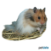 Mesocricetus auratus 'Angora-Colored' Golden Hamster Angora Colored