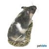 Mesocricetus auratus 'Tricolor' Tricolor Golden Hamster