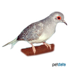 Geopelia cuneata Diamond Dove Silver
