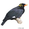 Gracula indica Southern Hill Myna