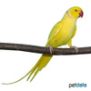 Psittacula krameri Rose-ringed Parakeet Yellow