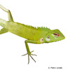 Calotes calotes Common Green Forest Lizard