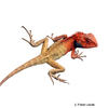 Calotes versicolor Oriental Garden Lizard
