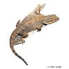 Pogona barbata Eastern Bearded Dragon