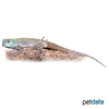 Acanthocercus atricollis Black-necked Agama