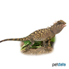 Acanthosaura armata Armored Pricklenape