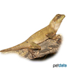 Acanthosaura lepidogaster Brown Pricklenape