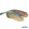 Agama agama Common Agama