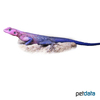 Agama mwanzae Mwanza Flat-headed Rock Agama
