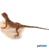 Agama aculeata Ground Agama