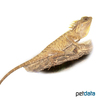 Acanthosaura capra Green Pricklenape