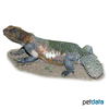 Uromastyx acanthinura North African Mastigure