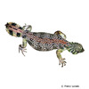 Uromastyx thomasi Omani Spinytail Lizard