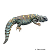 Uromastyx ocellata Ocellated Spinytail Agama