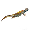 Uromastyx ornata Ornate Mastigure