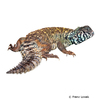 Uromastyx ornata philbyi Arabian Blue Mastigure