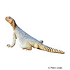 Uromastyx aegyptia Egyptian Mastigure