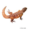 Uromastyx benti Yemeni Spiny-tailed Lizard