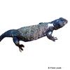 Uromastyx dispar Sudan Mastigure