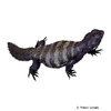 Uromastyx dispar flavifasciata Banded Spinytail Agama