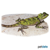Gonocephalus grandis Great Anglehead Lizard