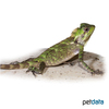 Gonocephalus kuhlii Kuhl's Anglehead Lizard