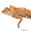 Gonocephalus liogaster Blue-eyed Anglehead Lizard