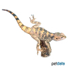 Laudakia stellio Rough-tailed Rock Agama