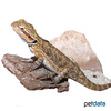 Pogona henrylawsoni Black-soil Bearded Dragon