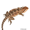 Pogona microlepidota Kimberley Bearded Dragon