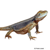 Pogona minor Dwarf Bearded Dragon