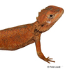 Pogona mitchelli Northwestern Bearded Dragon
