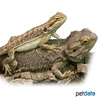 Pogona vitticeps Central Bearded Dragon