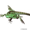 Physignathus cocincinus Chinese Water Dragon