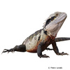 Physignathus lesueurii Eastern Water Dragon