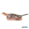 Agama lionotus Kenyan Rock Agama