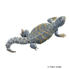 Uromastyx loricata Iraqi Mastigure