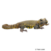 Uromastyx geyri Sahara Mastigure