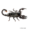 Pandinus imperator Emperor Scorpion