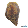 Lissachatina reticulata Reticulated Agate Snail