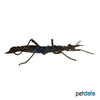Trachyaretaon carmelae Giant Thorny Stick Insect