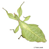 Phyllium philippinicum Philippine Leaf Insect